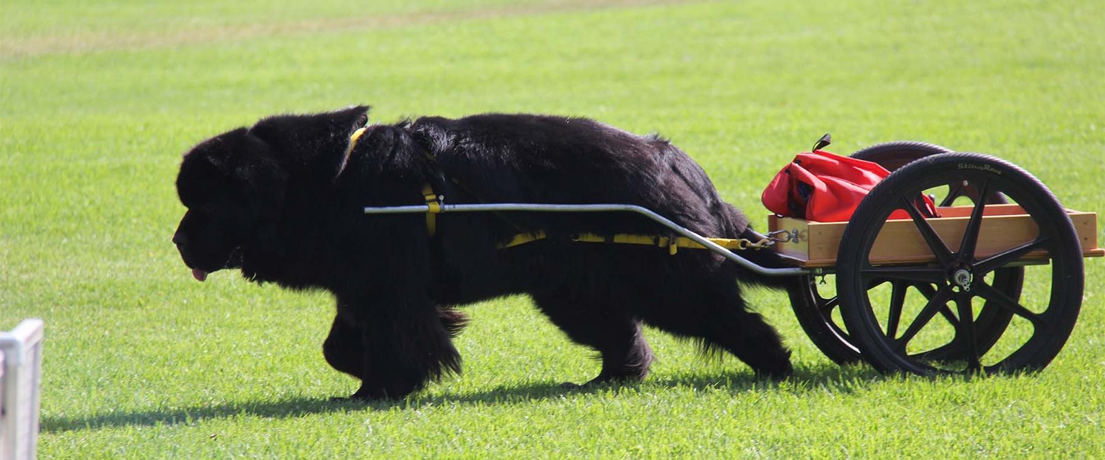 Dog Carting