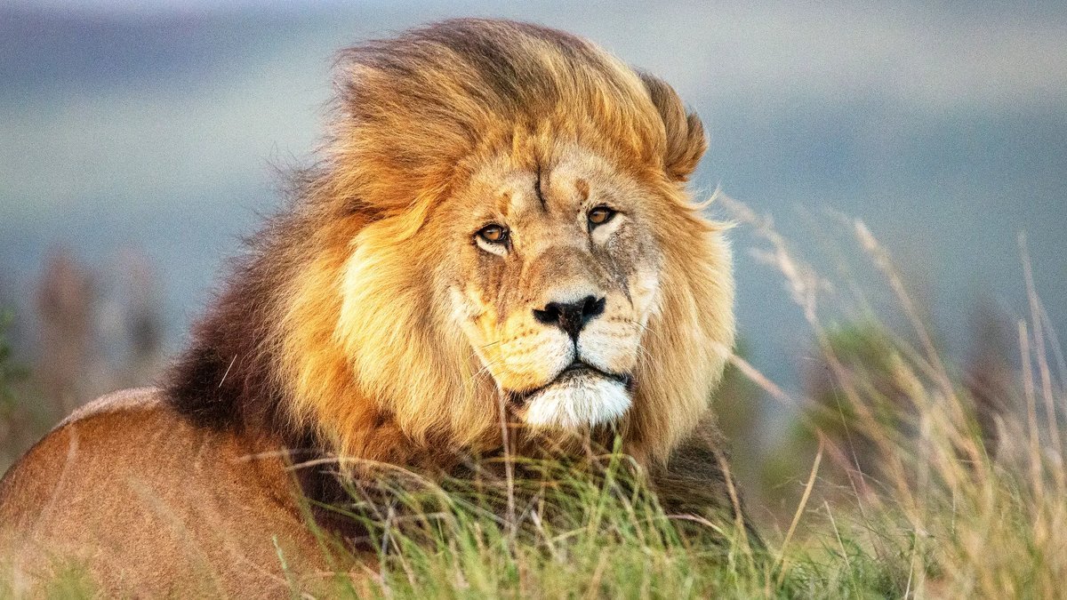 Lion Portrait