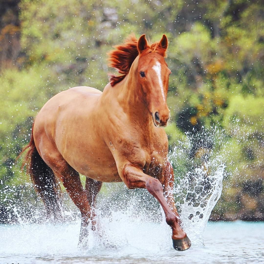 Horse in Water