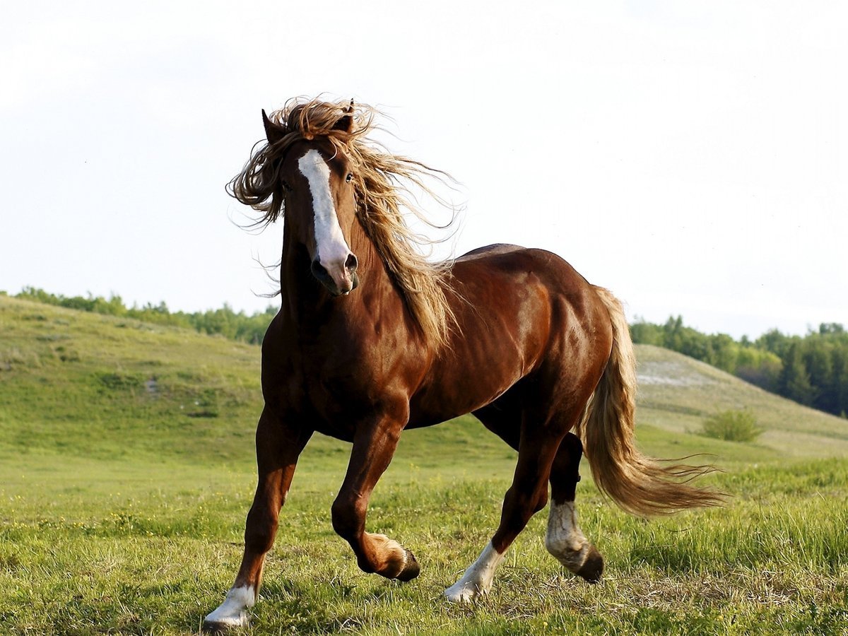 Horse in Field