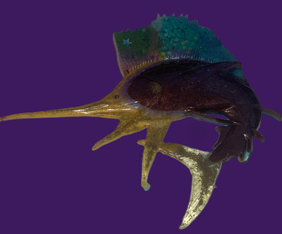 Deep Sea Sailfish